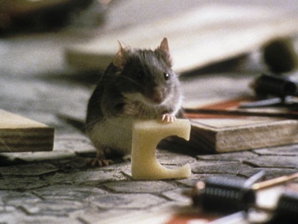 Mouse Hunt 1997 Gore Verbinski Review Allmovie